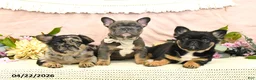 French Bulldog dogs for sale: Checkers - Ad 5