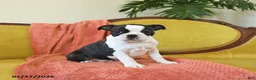 Boston Terrier dogs for sale: Dasher - Ad 11