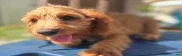 Cavapoo dogs for sale: Glacier - Ad 3