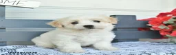 Havanese dogs for sale: Coconut - Ad 2