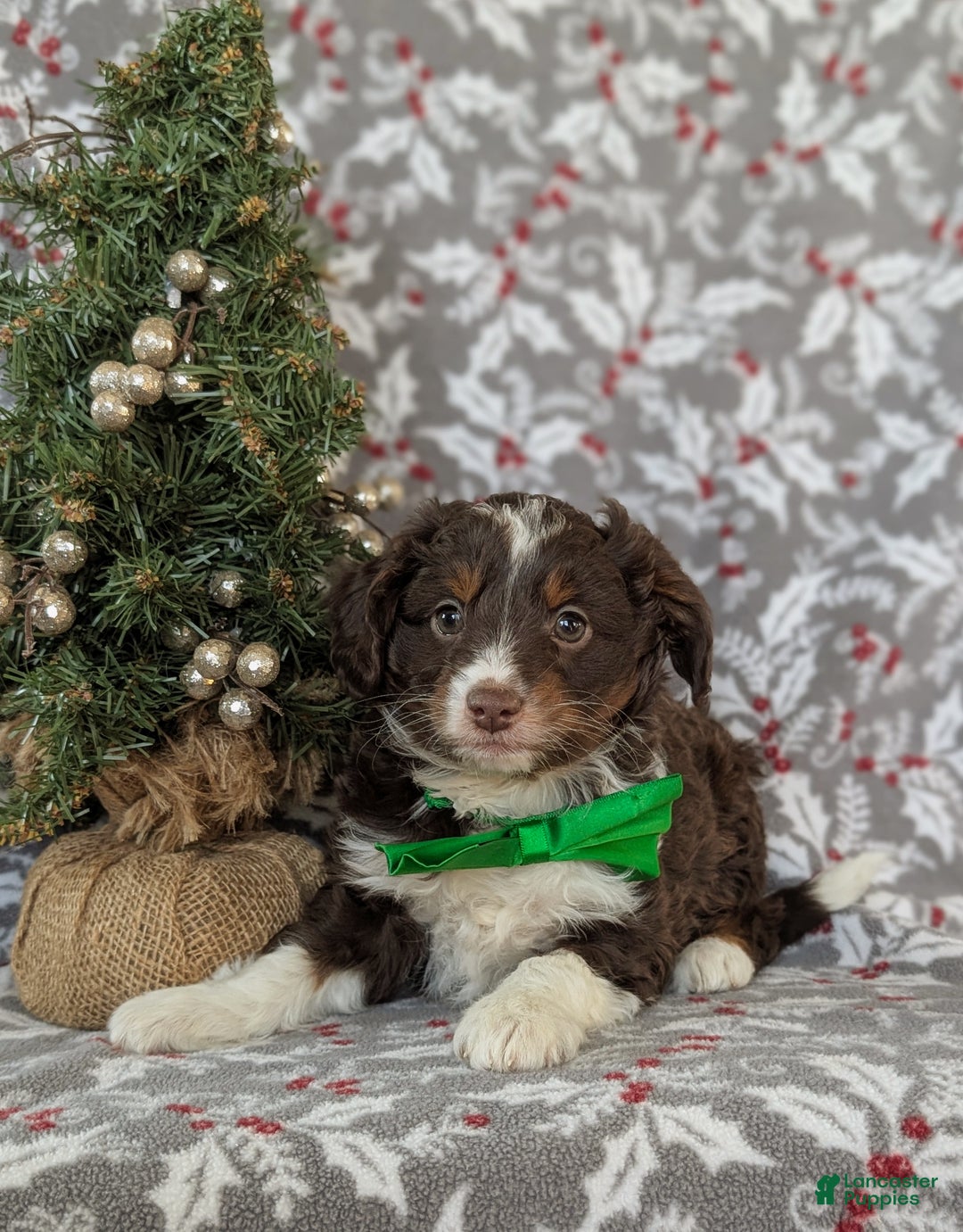 Mixed Breed dogs for sale: Barrett - Ad 4