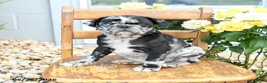 Wilbur