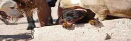 Rottweiler dogs for sale: Light Blue Collar - Ad 5