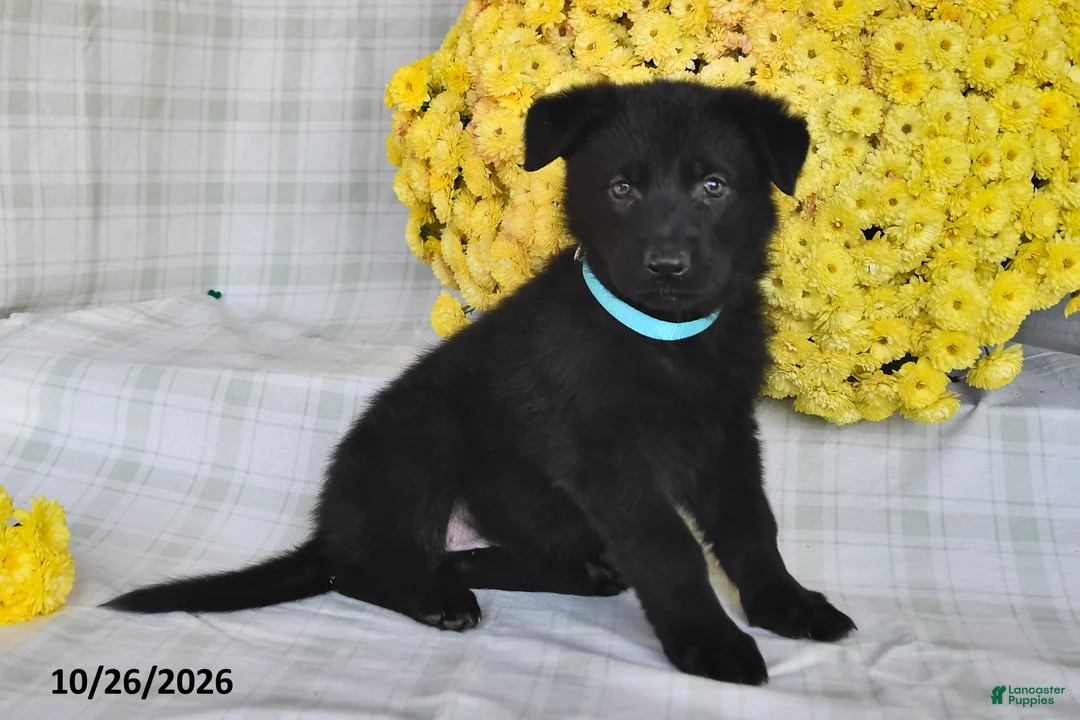 German Shepherd dogs for sale: Olivia - Ad 2