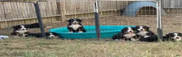 Bernese Mountain Dog dogs for sale: CamoGreen - Ad 29