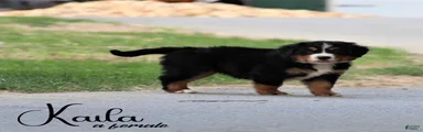 Bernese Mountain Dog 5