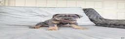 Cane Corso dogs for sale: Jude - Ad 2