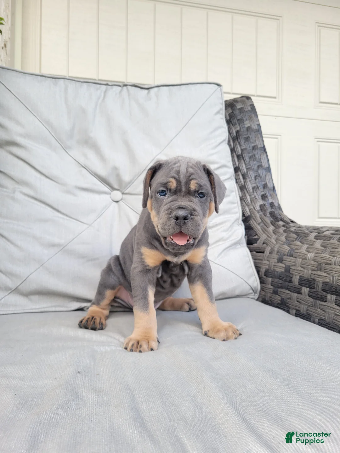 Cane Corso dogs for sale: Jude - Ad 2