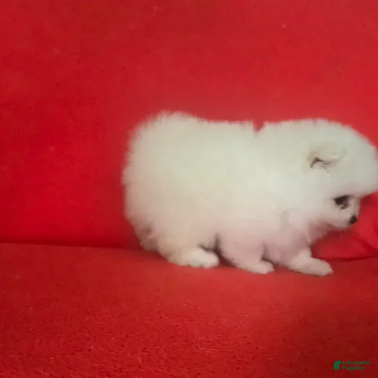 Pomeranian dogs Pomeranian 5 - Ad 32