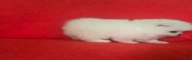 Pomeranian 5