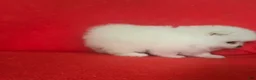 Pomeranian dogs for sale: Pomeranian 5 - Ad 1