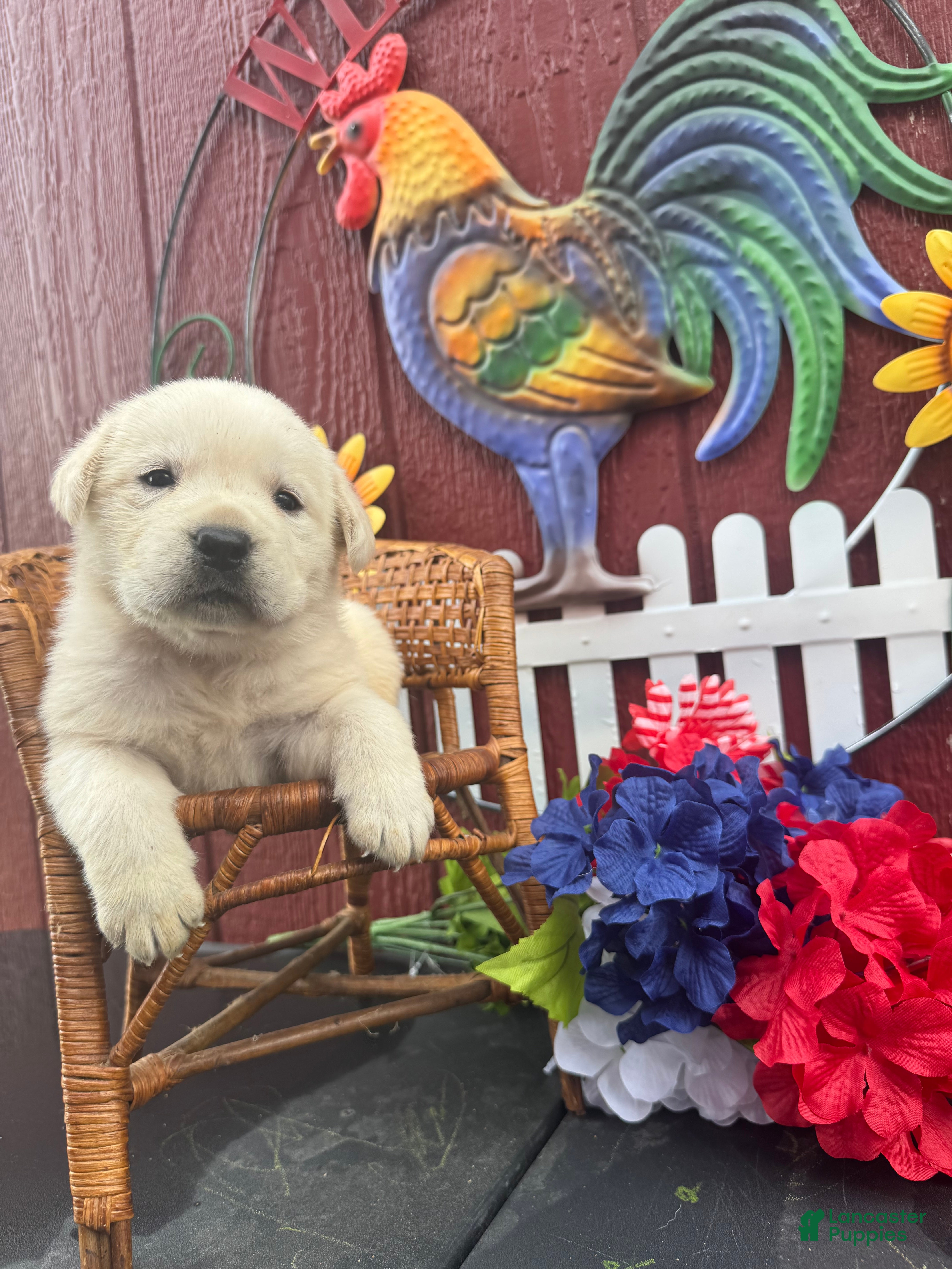 Labrador Retriever dogs for sale: Labrador Retriever Puppy 5 - Ad 5