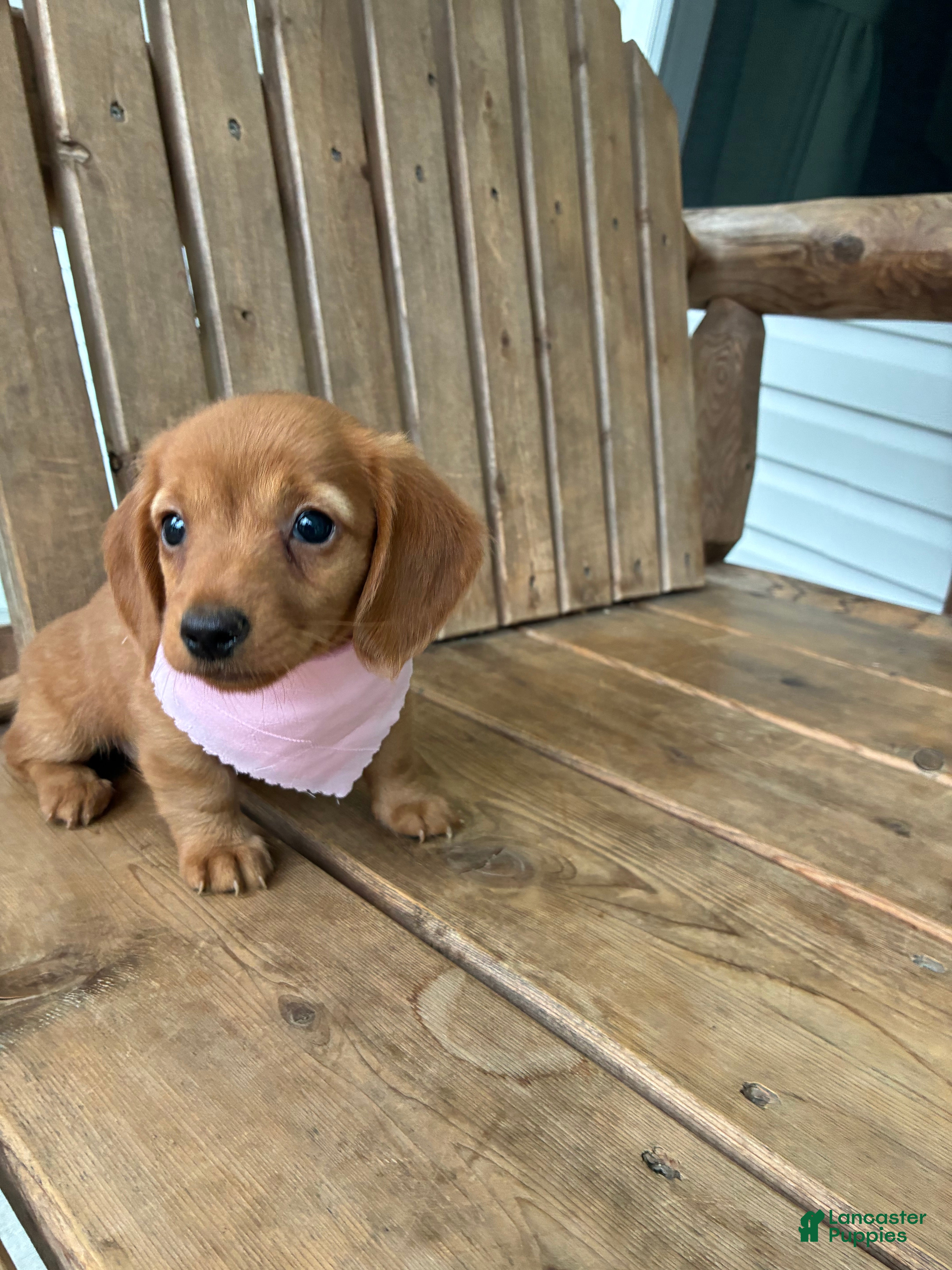 Miniature Dachshund dogs Cindy - Ad 1