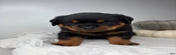 Rottweiler dogs for sale: Chase - Ad 5