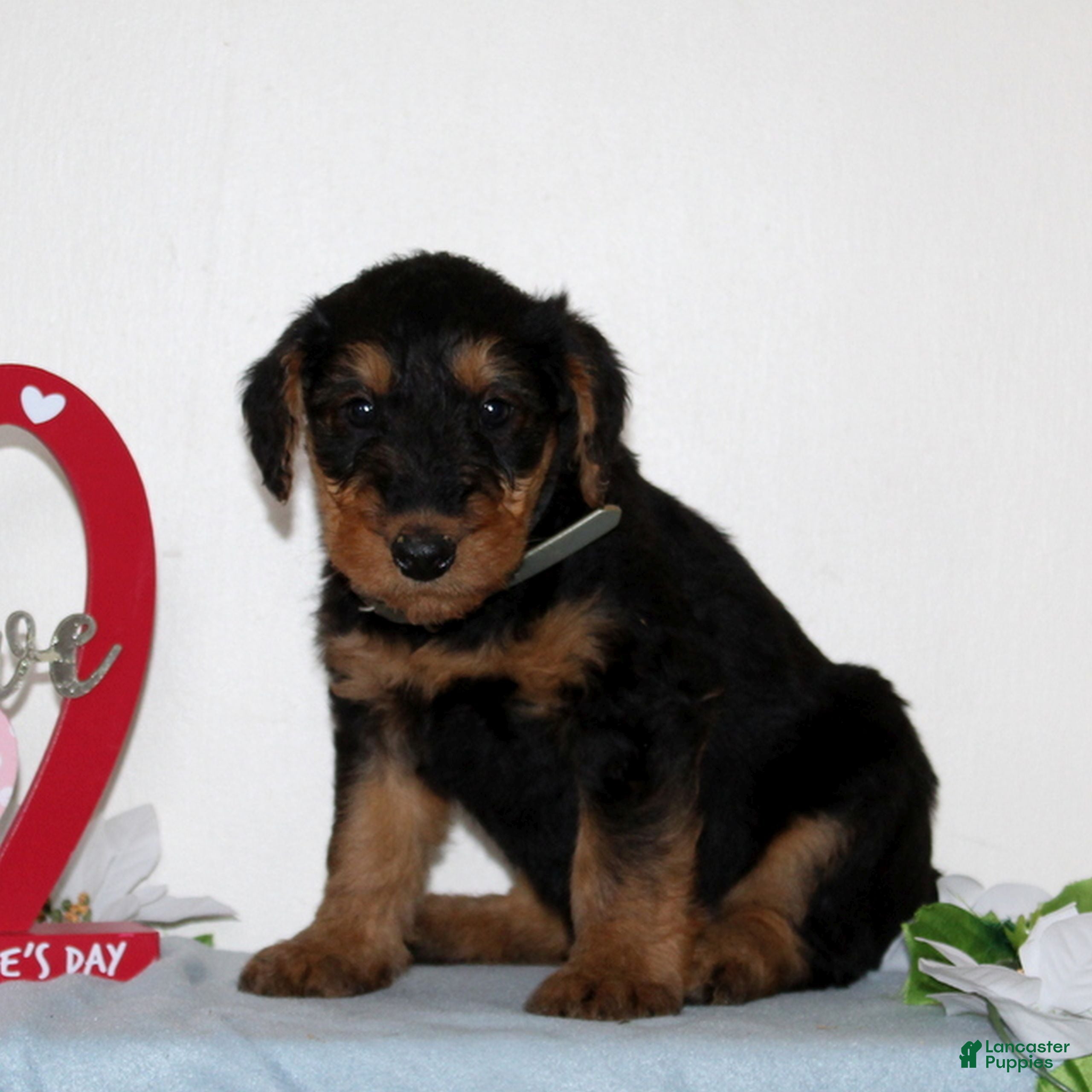 Airedale Terrier dogs Starlight  - Ad 8