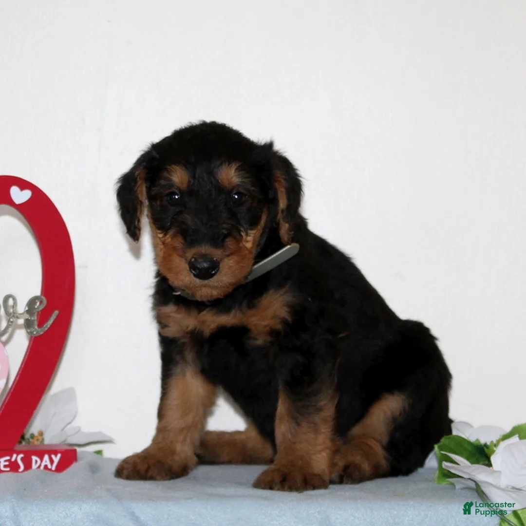 Airedale Terrier dogs for sale: Starlight  - Ad 1