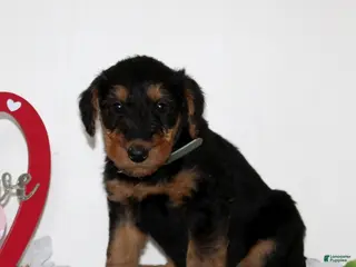 Airedale Terrier dogs Starlight - Ad 8