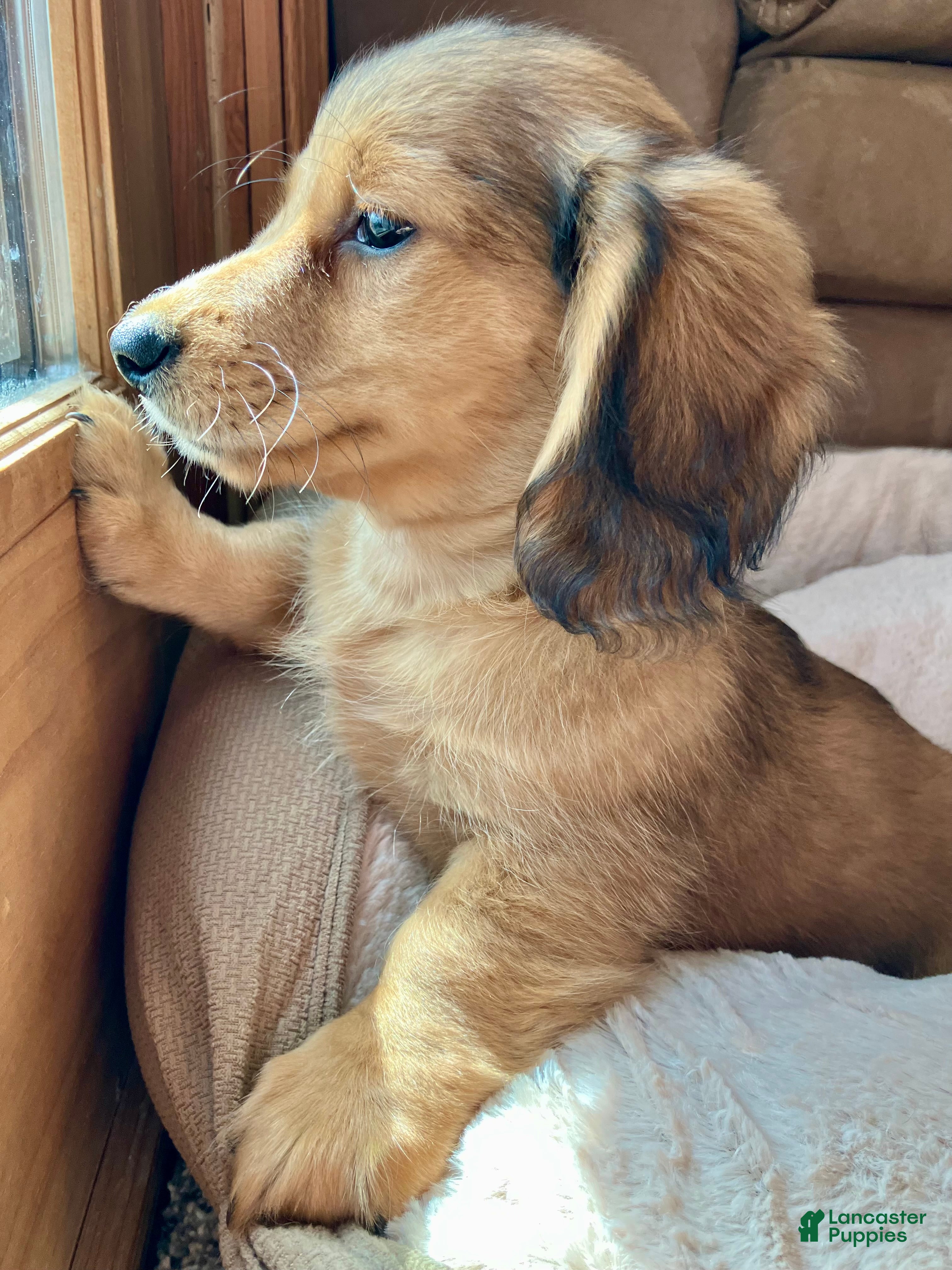 Miniature Dachshund dogs Coco Bean of St. Wiggles - Ad 1