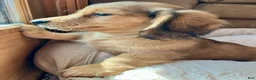 Miniature Dachshund dogs for sale: Coco Bean of St. Wiggles - Ad 1