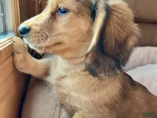 Miniature Dachshund dogs for sale: Coco Bean of St. Wiggles - Ad 4