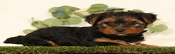 Yorkshire Terrier dogs for sale: Brandy - Ad 3