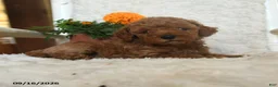 Miniature Poodle dogs for sale: Nevin - Ad 4