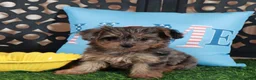 Yorkiepoo dogs for sale: Sapphire Stunning Merle Yorkie-poo - Ad 1
