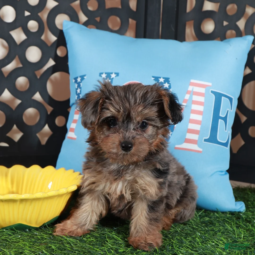 Yorkiepoo dogs for sale: Sapphire Stunning Merle Yorkie-poo - Ad 1
