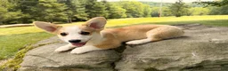 Welsh Corgi Pembroke dogs for sale: DEXER - Ad 16