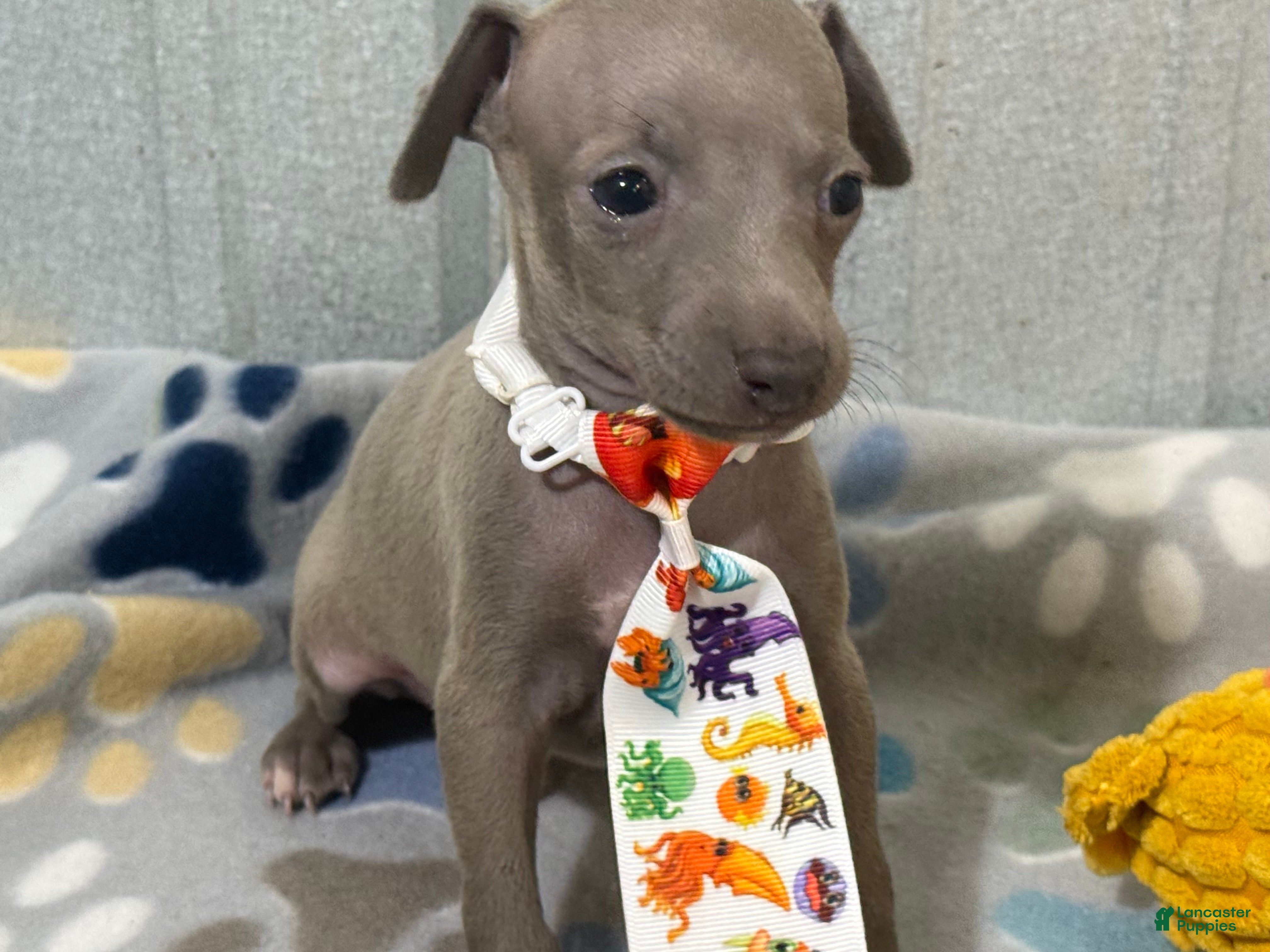 Italian Greyhound dogs Lynx  - Ad 1