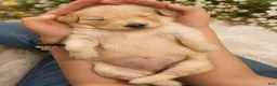 Golden Retriever dogs for sale: Penny - Ad 1