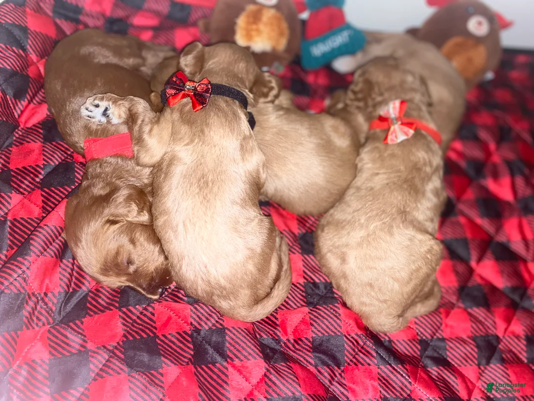 Mini Goldendoodle dogs for sale: Mini Goldendoodle Puppy 2 - Ad 8