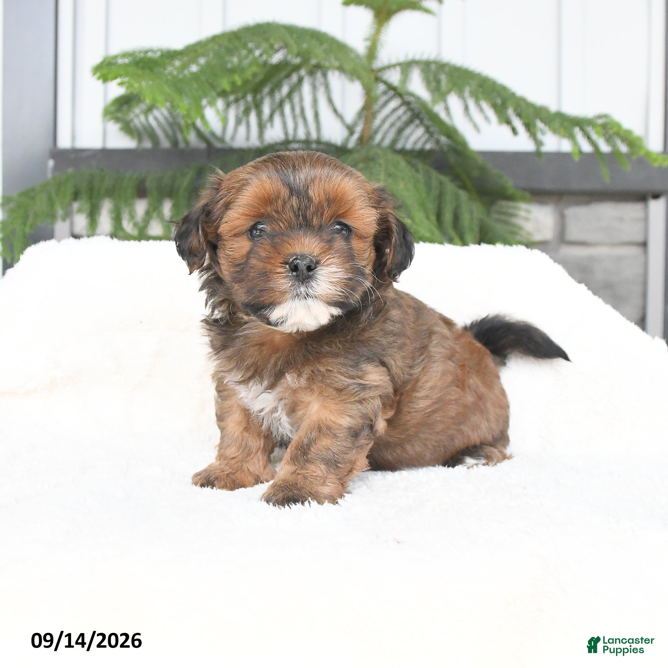 Mixed Breed dogs Jasper - Ad 2
