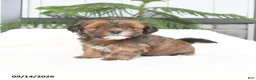 Mixed Breed dogs for sale: Jasper - Ad 2
