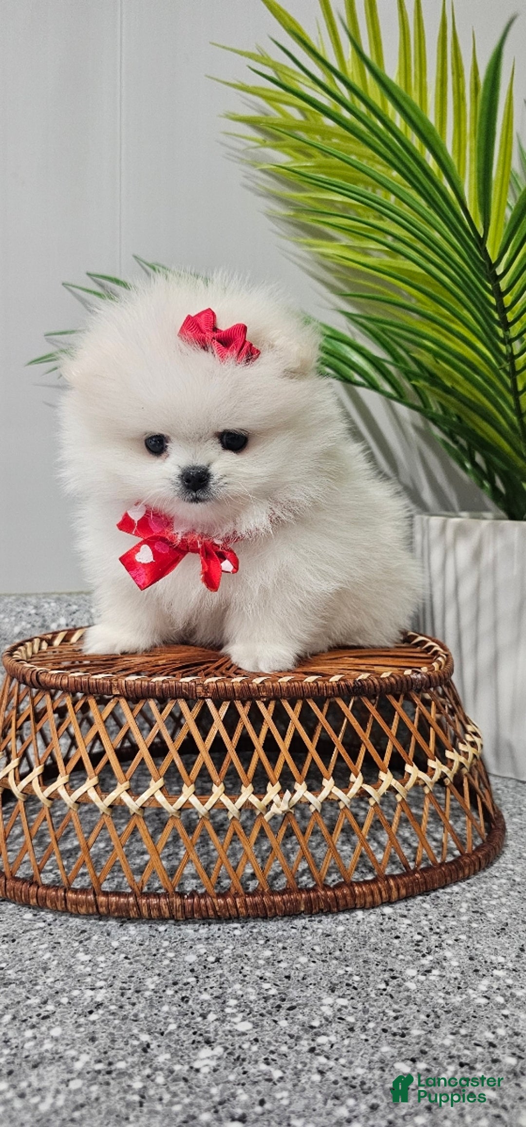 Pomeranian dogs for sale: Tiny Snow Fairy - Ad 6
