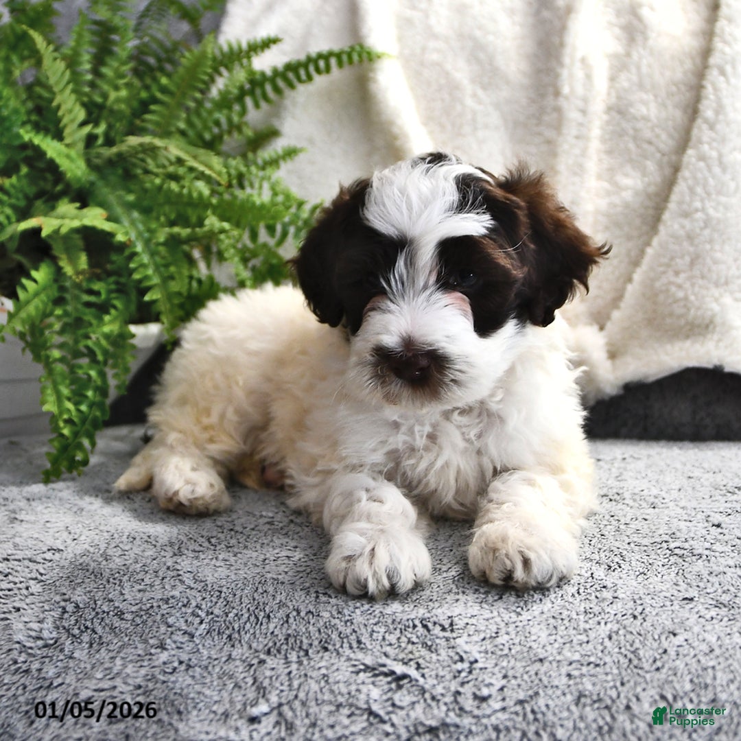 Portuguese Water Dog dogs for sale: Dazzle  - Ad 9