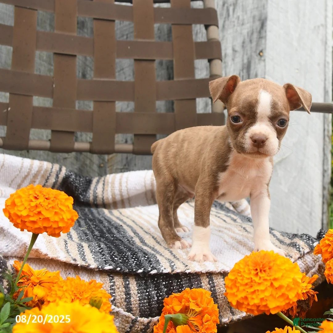 Boston Terrier dogs for sale: Asher - Ad 4