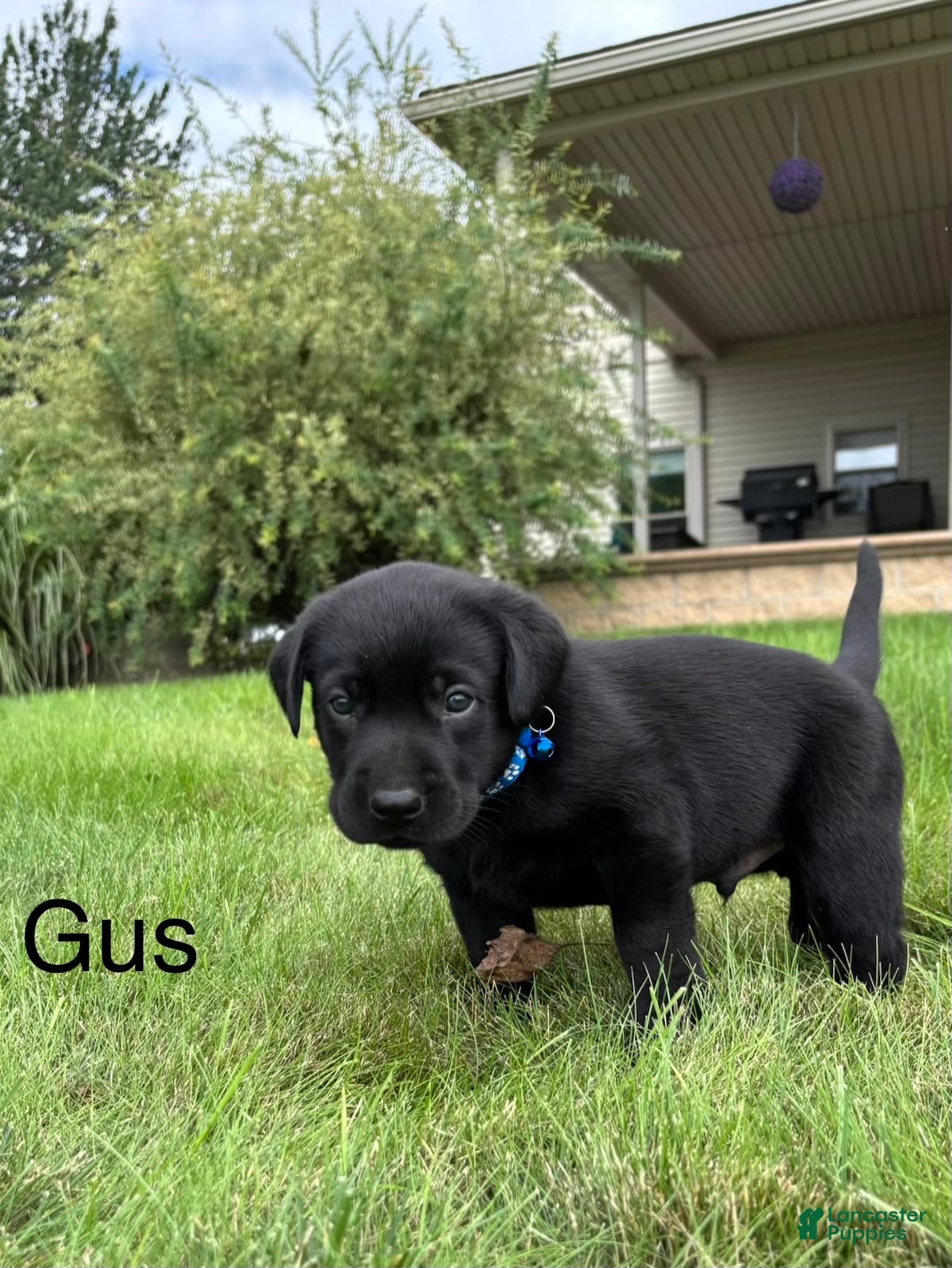 Labrador Retriever dogs Gus - Ad 2