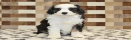 Mini Bernedoodle dogs for sale: Kylie - Ad 3