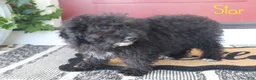 Mini Bernedoodle dogs for sale: Star - Ad 4
