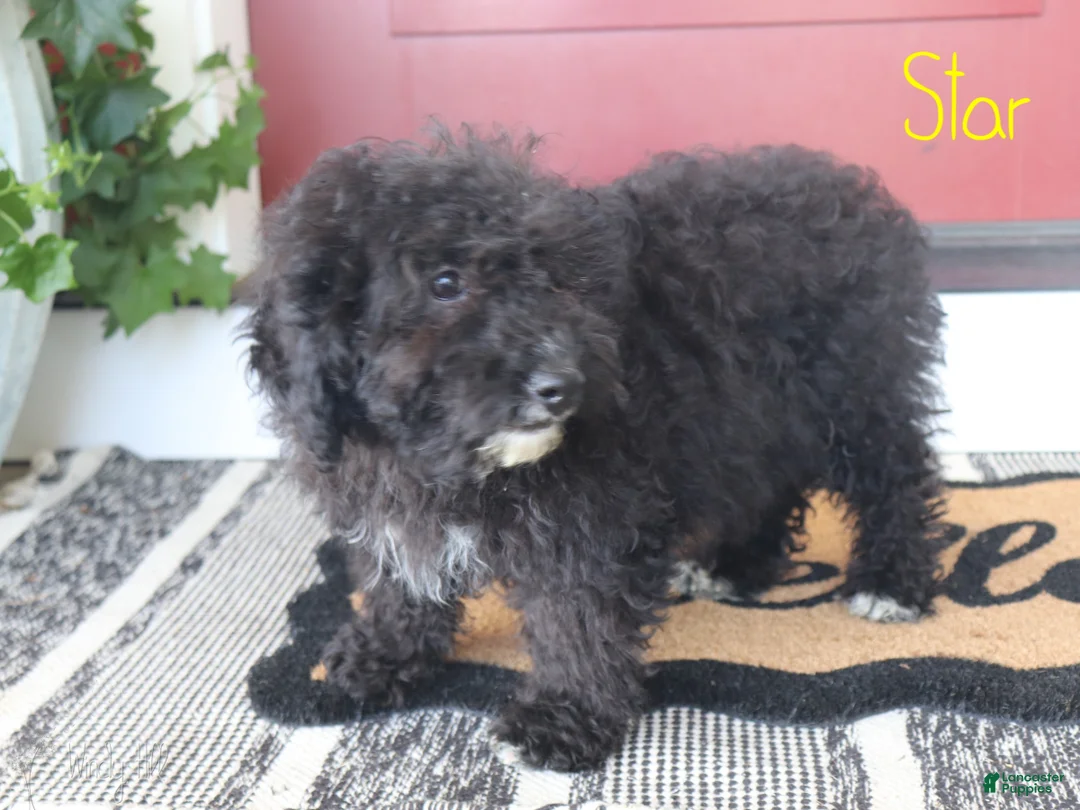 Mini Bernedoodle dogs for sale: Star - Ad 4