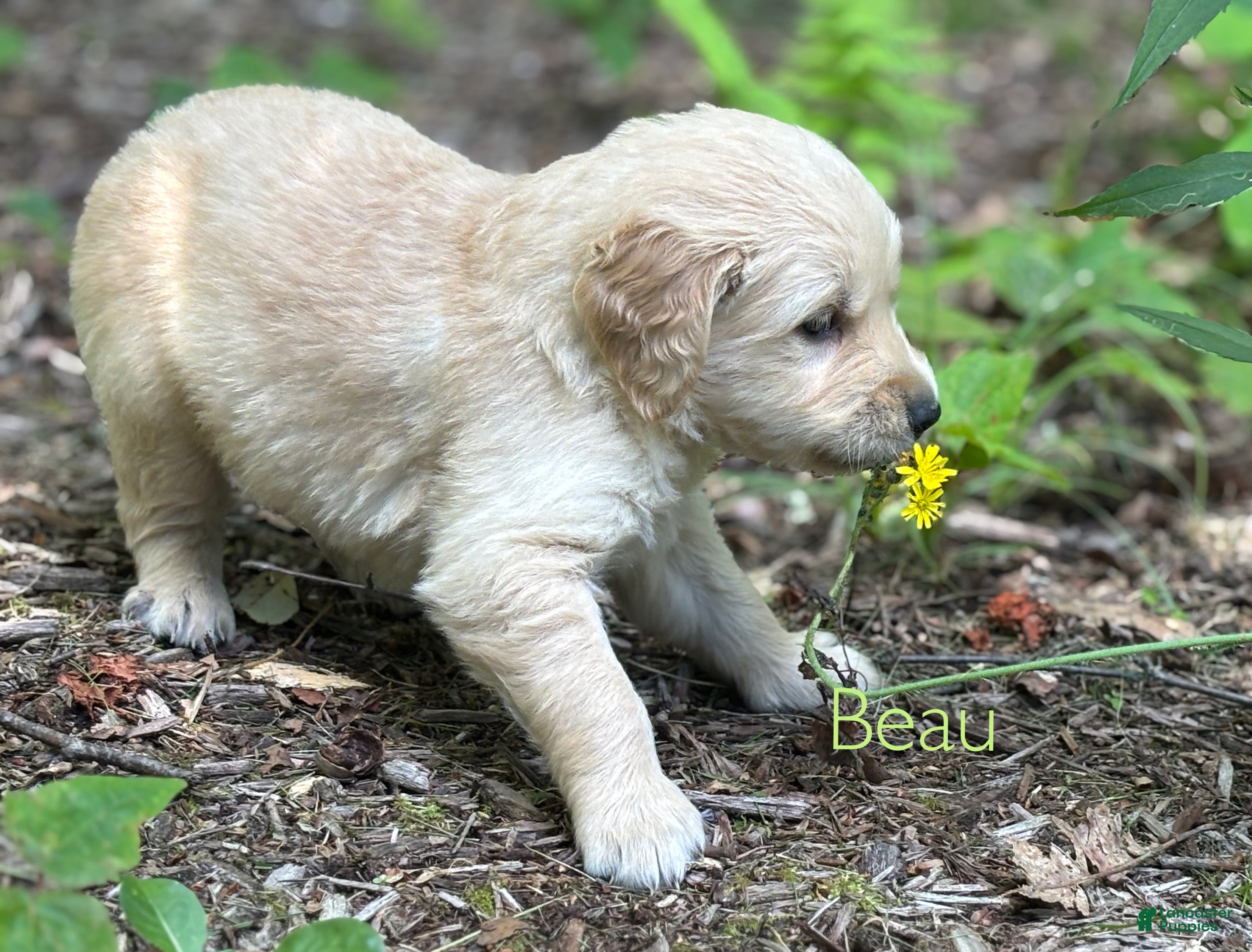 Golden Retriever dogs Beau - Ad 1