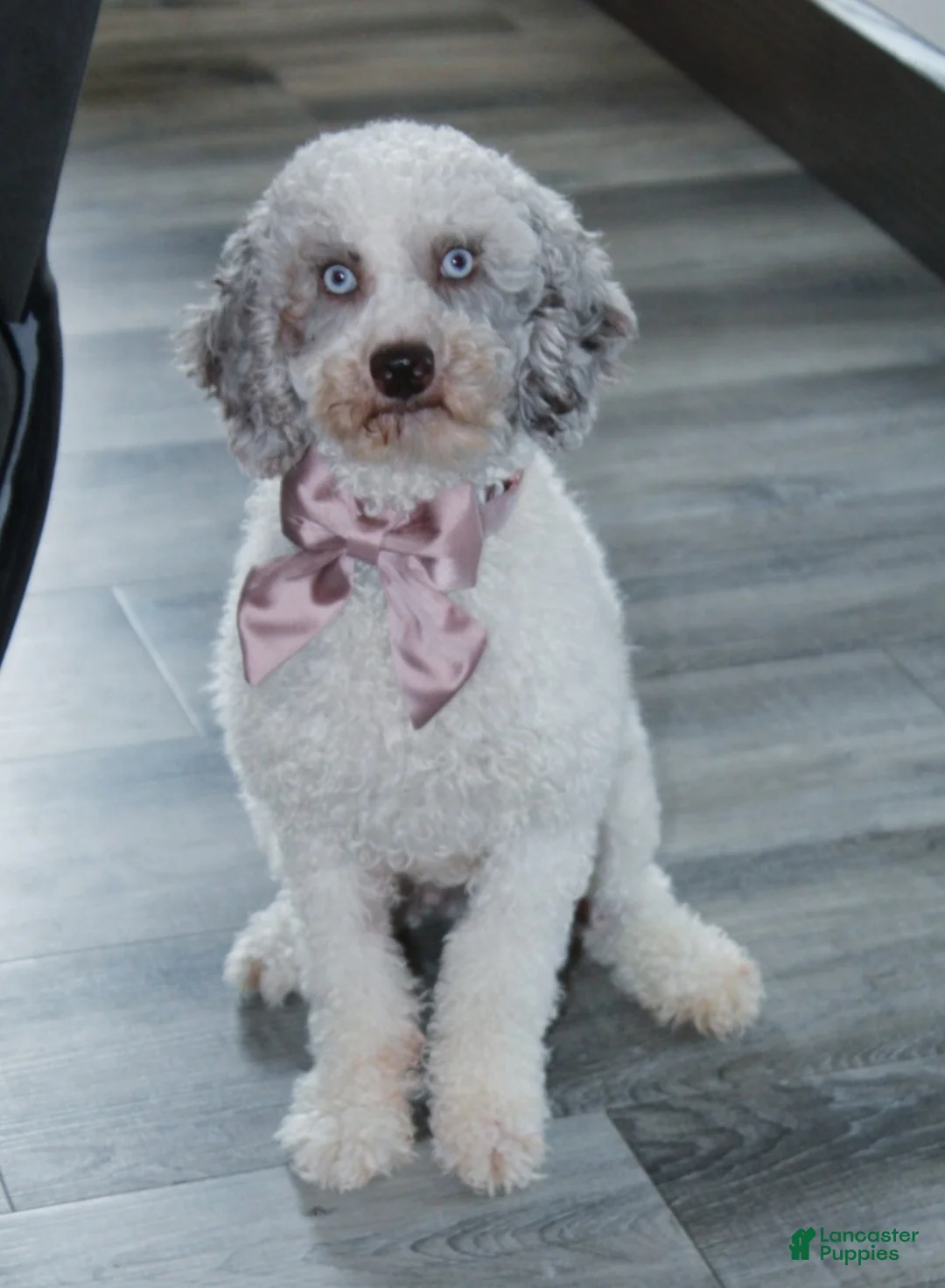 Miniature Poodle dogs for sale: Archie  - Ad 6