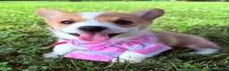 Welsh Corgi Pembroke dogs for sale: Ninny  - Ad 1