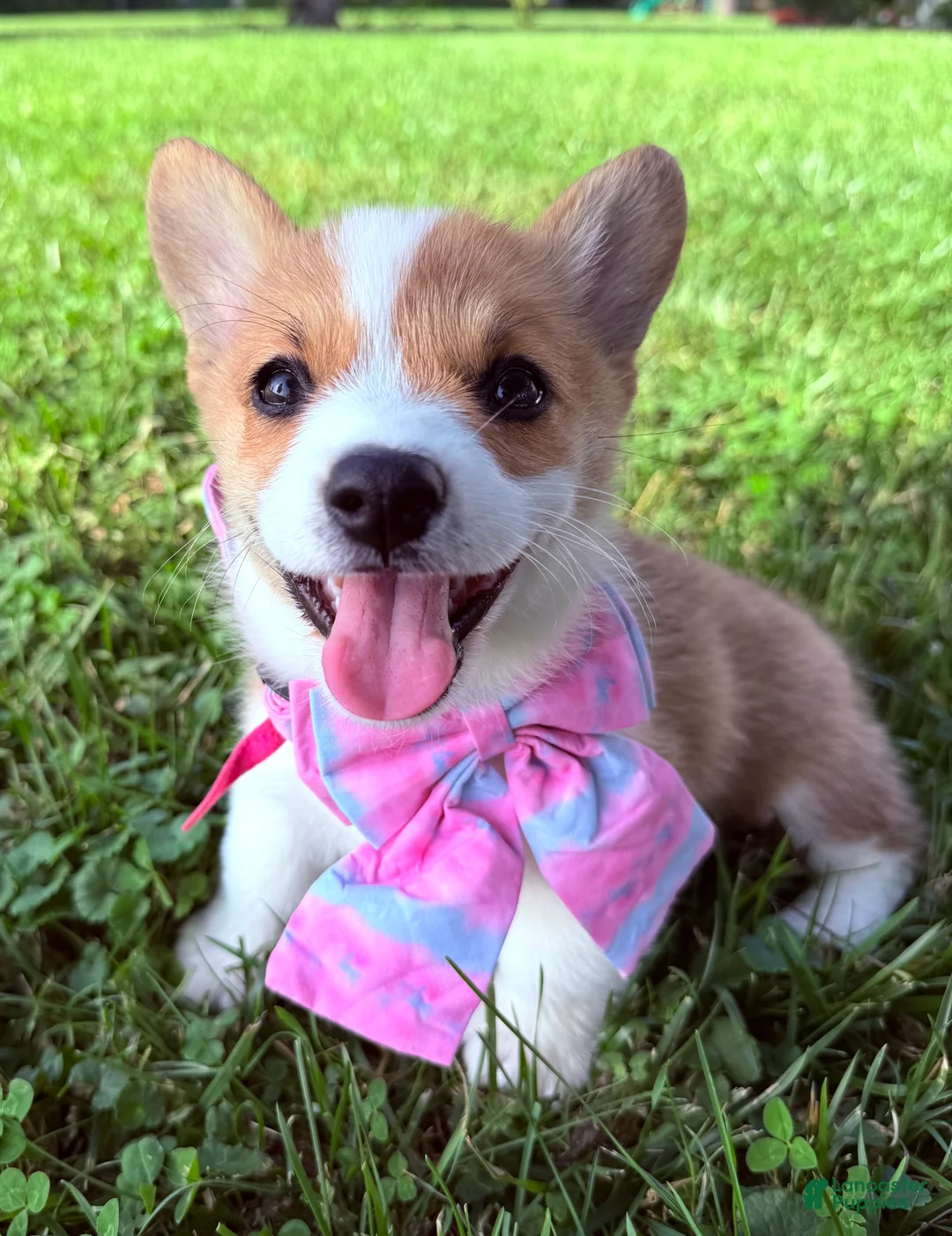 Welsh Corgi Pembroke dogs for sale: Ninny  - Ad 1