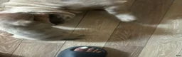 Mixed Breed dogs for sale: Beauty  - Ad 3