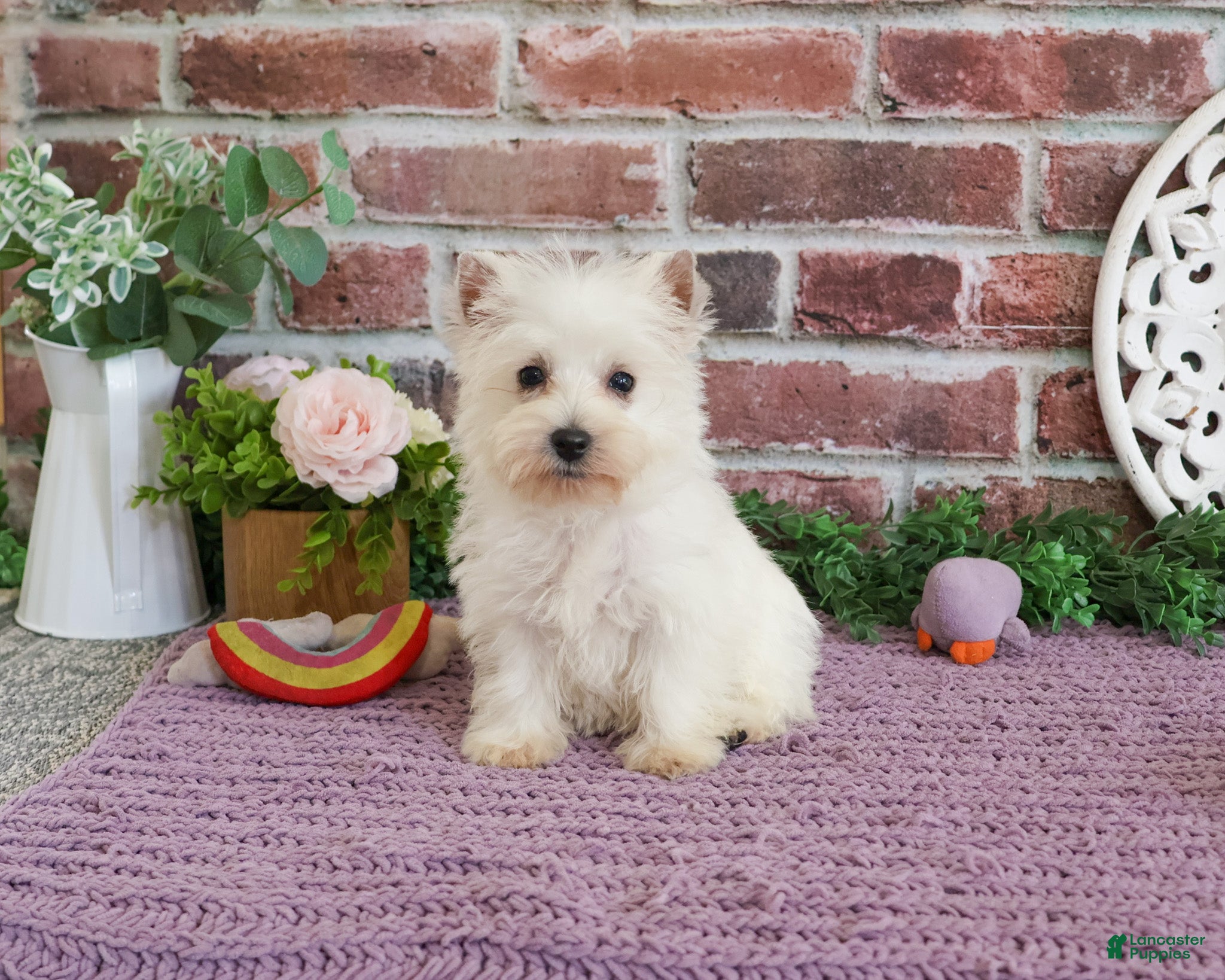 West Highland Terrier dogs Caroline - Ad 8