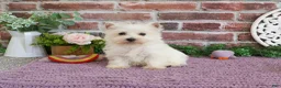 West Highland Terrier dogs for sale: Caroline - Ad 7