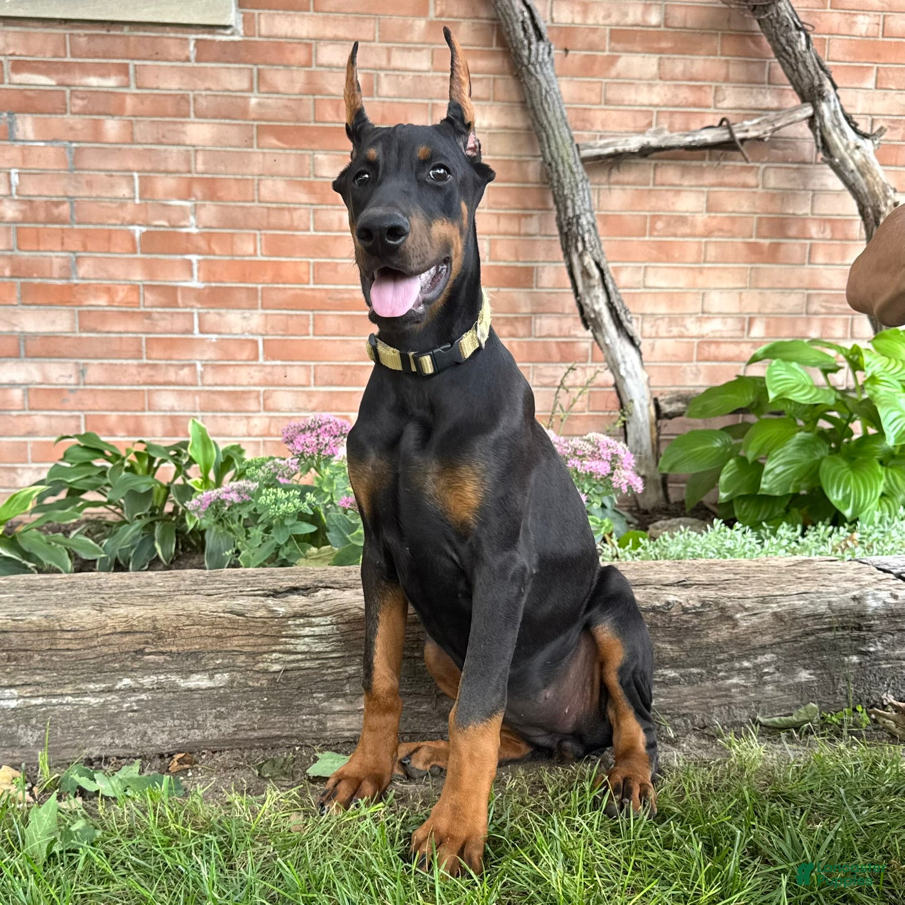 Doberman Pinscher dogs Zinnia - Ad 2