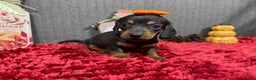 Miniature Dachshund dogs for sale: Miniature Dachshund Puppy 1 - Ad 11